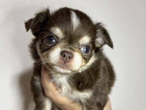 チワワ 犬の販売・譲渡 28489 マズルも短くバランスの良い子