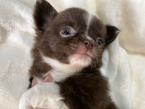 チワワ 犬の販売・譲渡 28491 チョコホワイト女の子