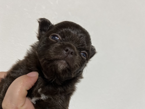 チワワ 犬の販売・譲渡 28492 ありがとうございました