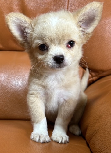 チワワ 犬の販売・譲渡 28497 チワワ男の子