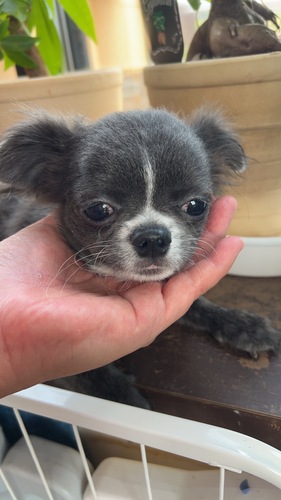 チワワ 犬の販売・譲渡 28498 良血統のブルーアンドホワイト男の子!