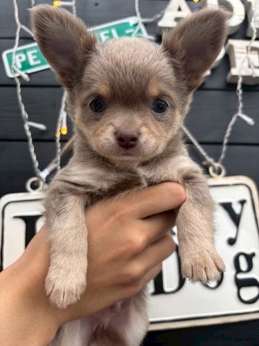チワワ 犬の販売・譲渡 28499 ★イザベラタンホワイト