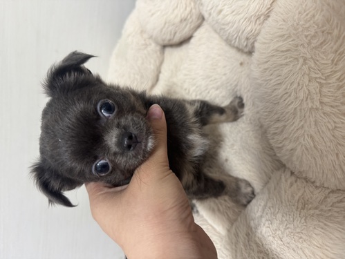 チワワ 犬の販売・譲渡 28500 トイトレ完璧ブルータン男の子