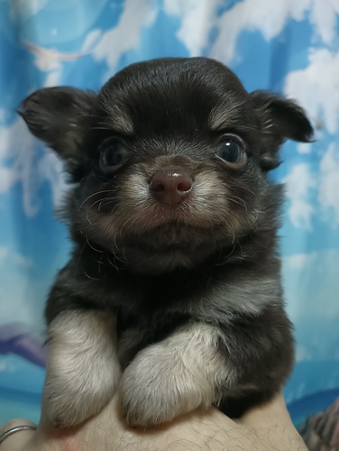 チワワ 犬の販売・譲渡 28501 ダークチョコの男の子