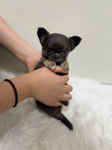 チワワ 犬の販売・譲渡 28502 小さめ女の子ブルータン