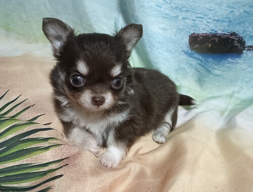 チワワ 犬の販売・譲渡 28504 チョコタンの女の子