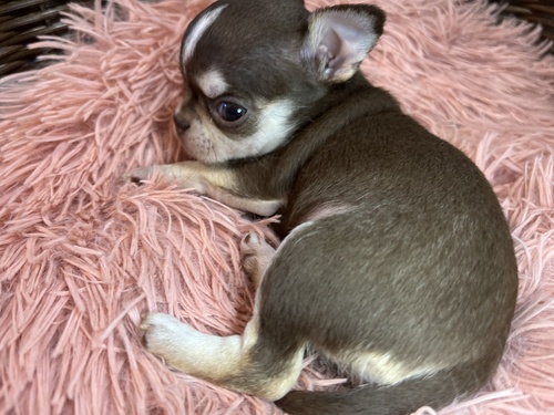 チワワ 犬の販売・譲渡 28505 小ぶり、特選スムチー女の子