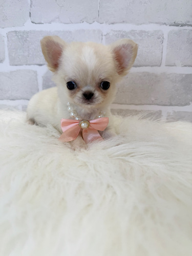 チワワ 犬の販売・譲渡 28506 マズル短い女の子。お迎え総額。