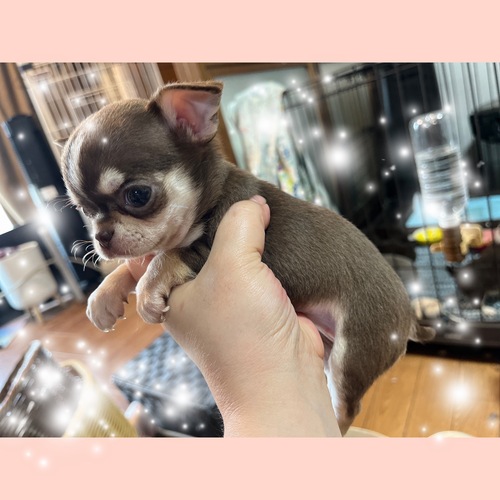 チワワ 犬の販売・譲渡 28509 小ぶりの極上スムチー女の子