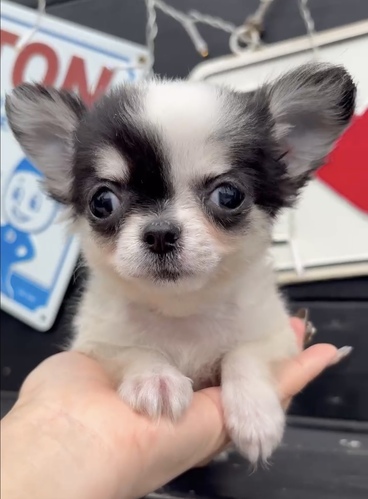 チワワ 犬の販売・譲渡 28510 ★極小チワワちゃん♪