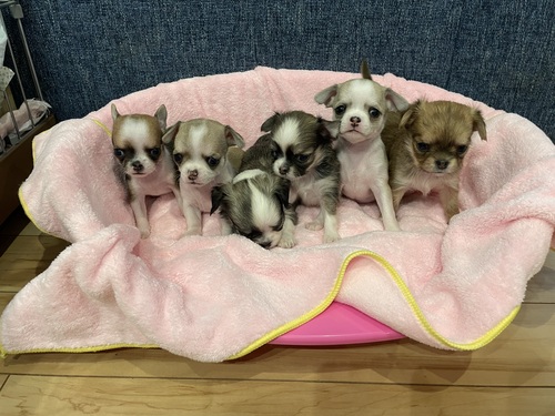 チワワ 犬の販売・譲渡 28518 スムース、ロングの兄妹
