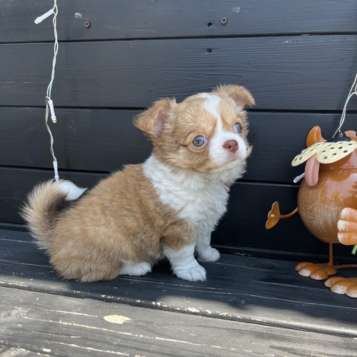 チワワ 犬の販売・譲渡 28519 ★むちむちチワワちゃん