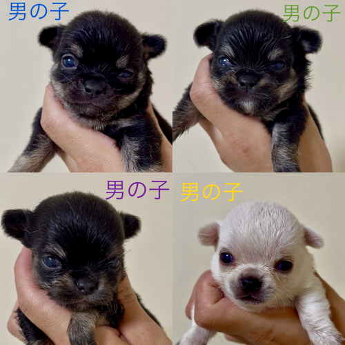 チワワ 犬の販売・譲渡 28521 チワワ4兄弟☆