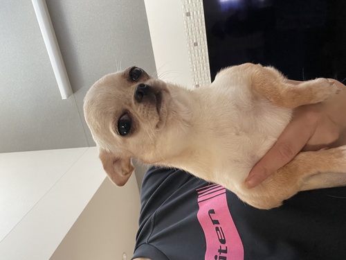 チワワ 犬の販売・譲渡 28524 スムースチワワの兄妹