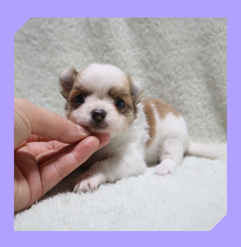 チワワ 犬の販売・譲渡 28525 ●ロングコートの男の子・総額価格です●