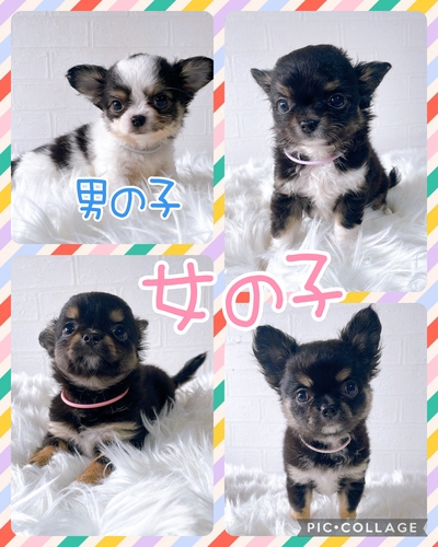 めちゃくちゃ可愛い兄妹(*^^*) 犬の販売 28526