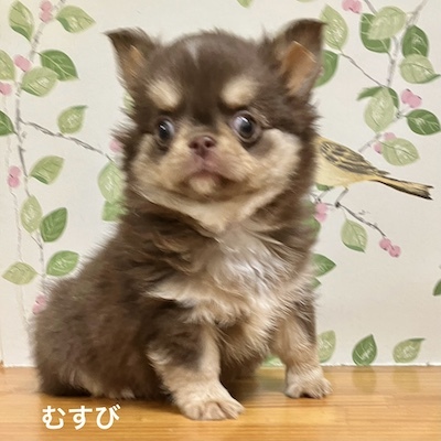 チワワ 犬の販売・譲渡 28529 極上レアカラー「むすび」