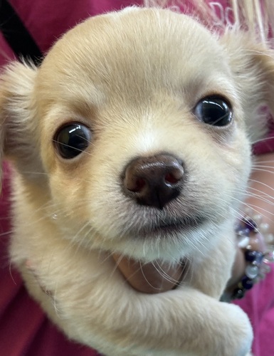 チワワ 犬の販売・譲渡 28531 コロコロムチムチベイビー