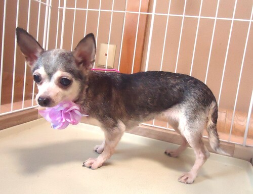 チワワ 犬の販売・譲渡 28532 成犬 スムース 女の子