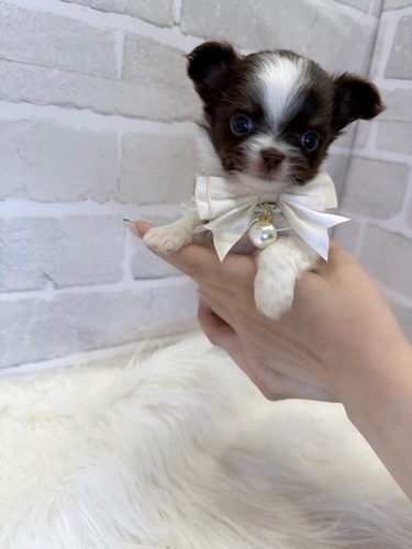 チワワ 犬の販売・譲渡 28533 ちいさなプリンセス。お迎え総額。
