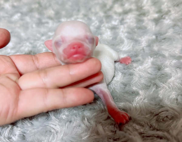 生後30日までのご予約は、割引いたします 犬の販売 28540