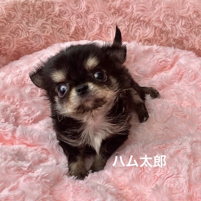 チワワ 犬の販売・譲渡 28541 ちっこい「ハム太郎」メロメロ間違えなし!