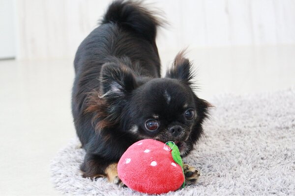 くりっと丸い目に短いお鼻の可愛いお顔です 犬の販売 28545