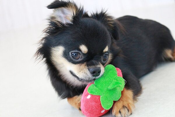 チワワ 犬の販売・譲渡 28548 ふわふわの毛並みのとってもかわいらしいロングの子