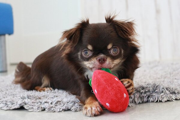 チワワ 犬の販売・譲渡 28549 小柄でお鼻の短いタイプ