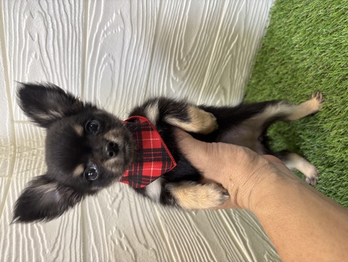 チワワ 犬の販売・譲渡 28551 元気いっぱい可愛いチワワちゃん