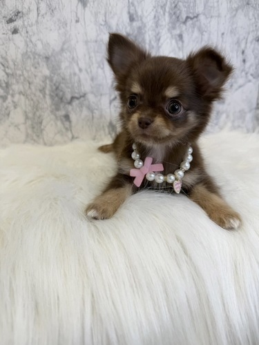 チワワ 犬の販売・譲渡 28555 うるうるお目目がたまらない!