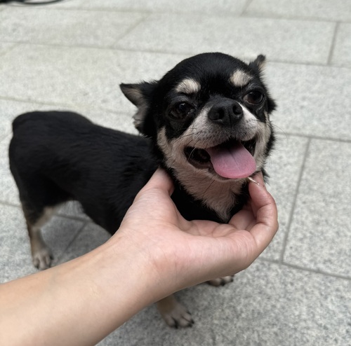 チワワ 犬の販売・譲渡 28560 めちゃんこ人懐っこい女の子