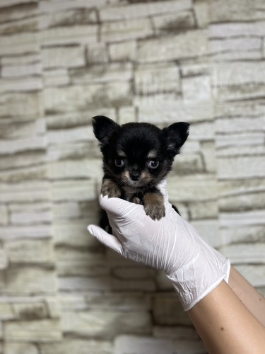 チワワ 犬の販売・譲渡 28561 ブラックタンホワイト男の子