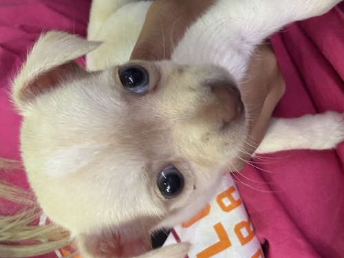 チワワ 犬の販売・譲渡 28564 甘えん坊さん