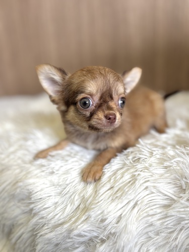 チワワ 犬の販売・譲渡 28567 レッド&ホワイト女の子