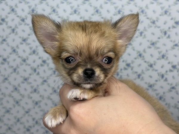 チワワ 犬の販売・譲渡 28573 【特典あり】ちびっこちわわ