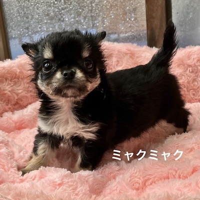 チワワ 犬の販売・譲渡 28577 「ミャクミャク」女の子