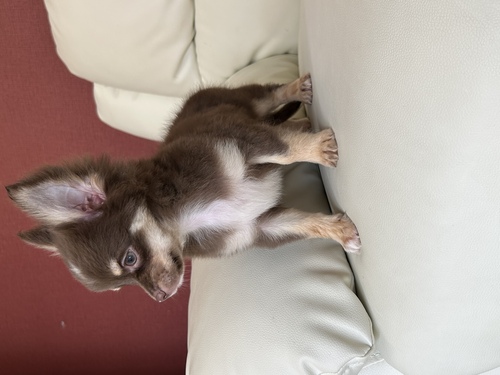 チワワ 犬の販売・譲渡 28579 チョコレート&タンの男の子!チョコの濃い子!