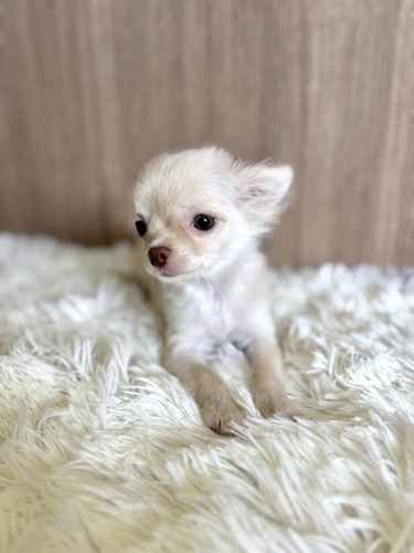 チワワ 犬の販売・譲渡 28581 チワワロング 女の子