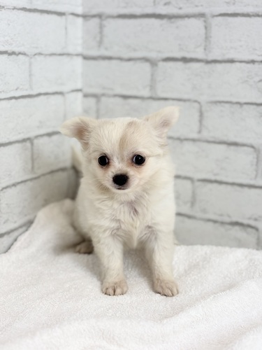 チワワ 犬の販売・譲渡 28582 ホワイト&クリーム9659