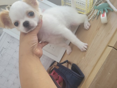 チワワ 犬の販売・譲渡 28588 お顔のかわいいチワワくん