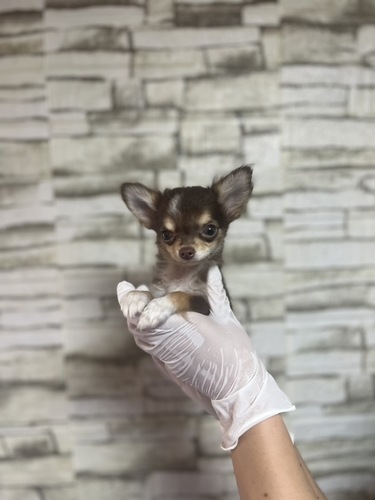 チワワ 犬の販売・譲渡 28589 チョコタンホワイト男の子