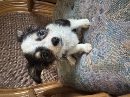 チワワ 犬の販売・譲渡 28591 垂れ耳の男の子トライカラーです。