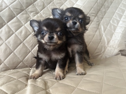 チワワ 犬の販売・譲渡 28596 小ぶりな可愛いチワワ