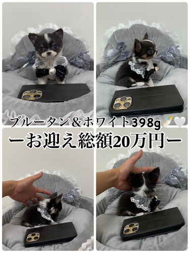 チワワ 犬の販売・譲渡 28611 マズルぺちゃんこ超極小
