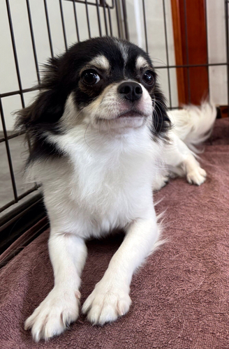 チワワ 犬の販売・譲渡 28615 11ヶ月の男の子