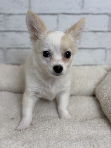 チワワ 犬の販売・譲渡 28623 クリーム&ホワイト0842