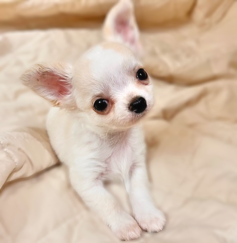 チワワ 犬の販売・譲渡 28625 ふわふわもこもこの男の子