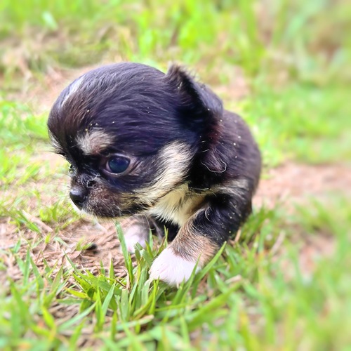 チワワ 犬の販売・譲渡 28626 ダークなチョコの小さい熊のぬいぐるみみたいな女の子