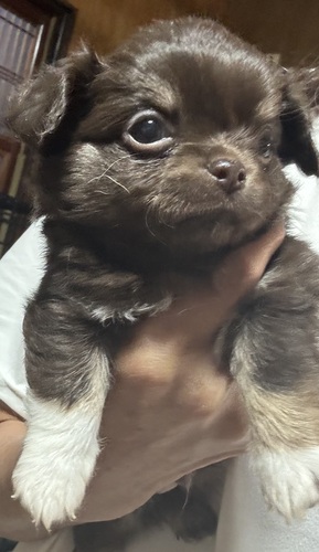 チワワ 犬の販売・譲渡 28629 チョコレートのチワワちゃん兄妹